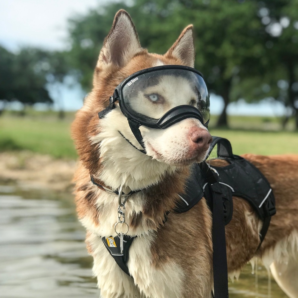 Rex Specs SOLD